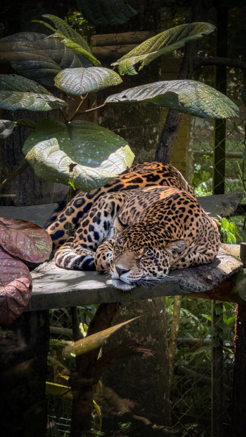 Zoo des Mamelles